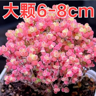 6-8cm糖球枝干番杏蜜桔糖球金桔蜜橘糖球糖果多肉冰晶枝干番杏