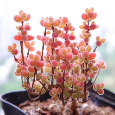 冰晶蜜桔糖球枝干番杏小米粒糖果多肉植物室内稀有花卉小盆栽好