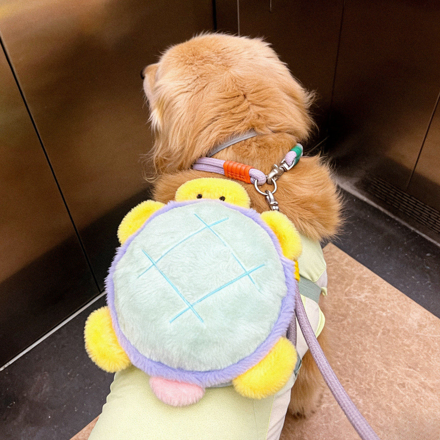 小乌龟宠物狗狗自背包大型犬金毛萨摩耶宠物可爱配饰拍照出片神器