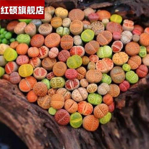 生石花屁股花彩色PP石头花番杏科好养屁屁石生花盆栽绿植多肉植物