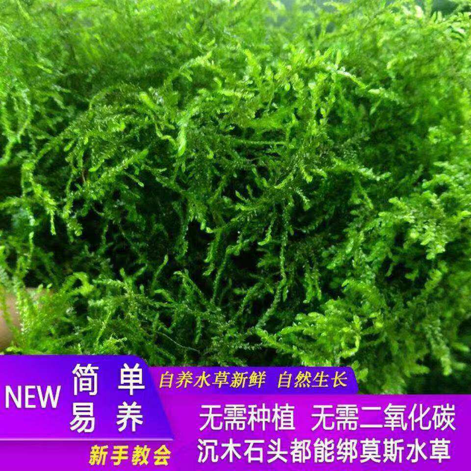 散装垂泪莫斯简单好养耐低温阴性增氧水草植物鱼缸沉木假山造景