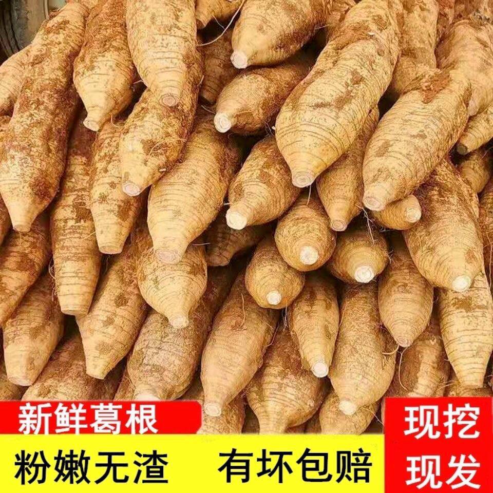 2025年新葛根广西桂林新鲜葛根现挖现发可煲汤吃可打葛根粉