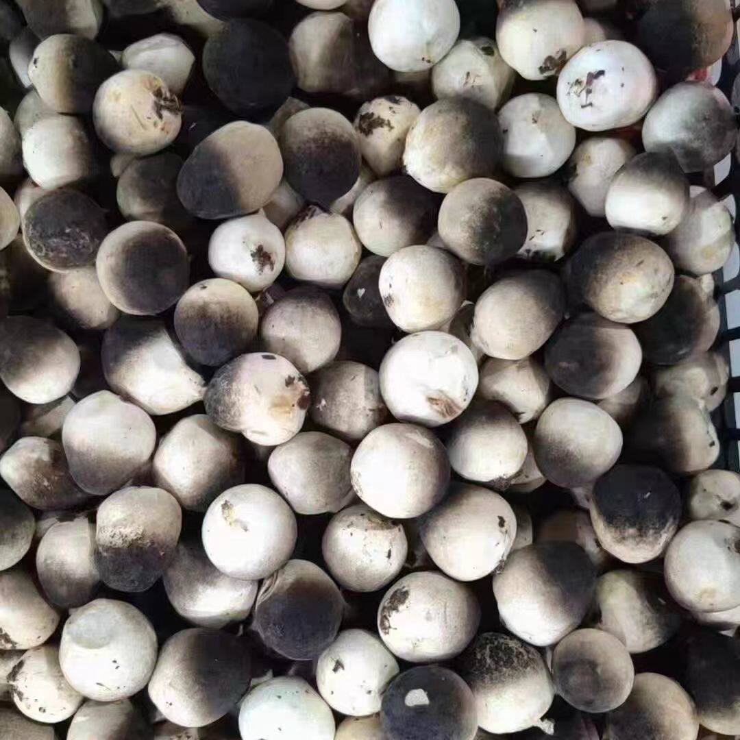 顺丰江苏淮安新鲜草菇采摘鸡心菇兰花菇食用菌爆炒煲汤健康食材