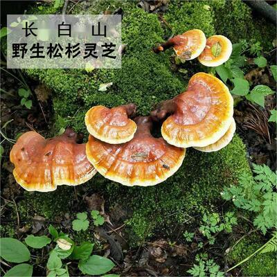 长白山优质足干整枝野生松杉赤灵芝 (特价款,精品大号,精品小号)