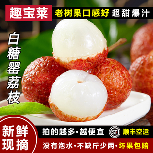 广东高州新鲜白糖罂荔枝蜂糖罂5斤当季 孕妇水果整箱送礼现摘现发