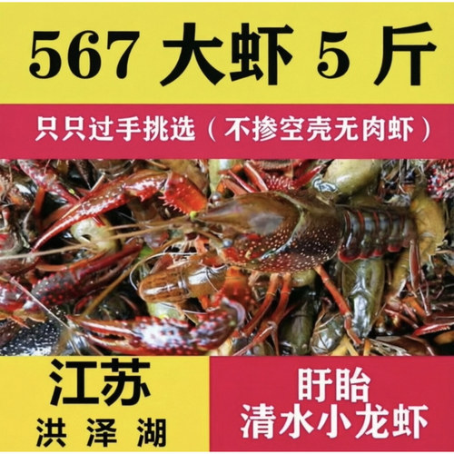 江苏洪泽湖清水小龙虾 现货新鲜活体567钱青壳小龙虾5斤 盱眙龙虾