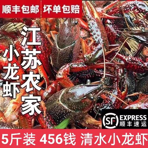 小龙虾鲜活水产5斤456钱洪泽湖清水活虾稻田淡水虾特大龙虾海鲜