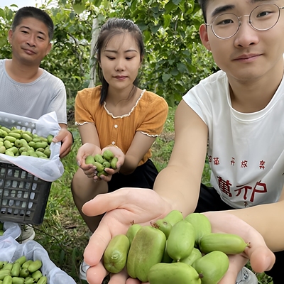 丹东新鲜软枣子奇异莓水果顺丰