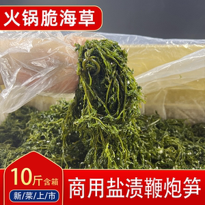 新鲜脆海草10斤商用鞭炮笋盐渍马尾藻威海荣成龙须菜凉拌火锅食材
