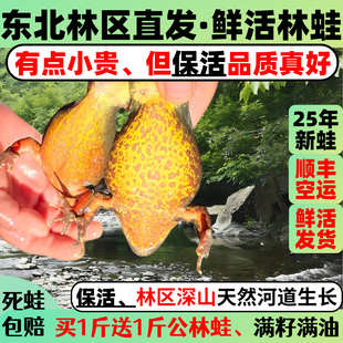 2025新母林蛙带籽东北林蛙鲜活长白山大母豹子活雪蛤活蛤蟆满油籽