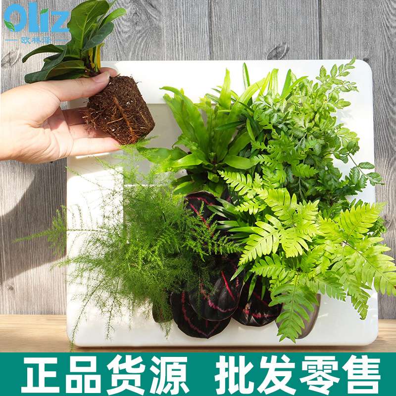 现货壁挂相框花盆INS创意桌面摆件客厅挂墙相框DIY多肉花盆