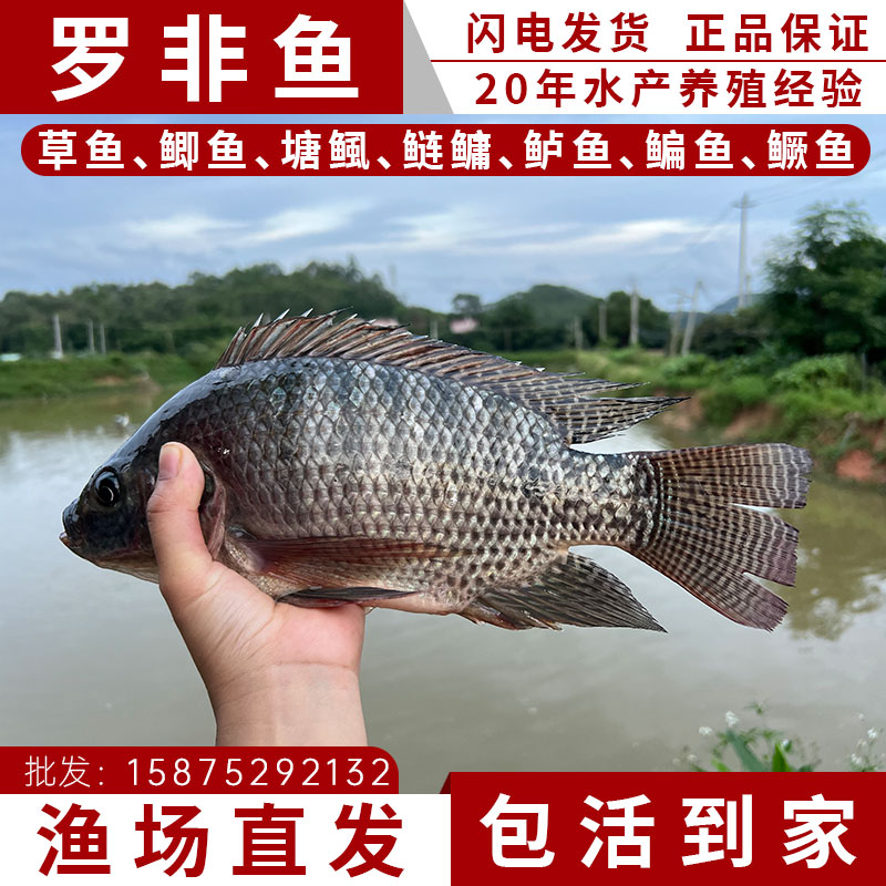 罗非鱼苗活鱼苗淡水养殖食用特大号非洲鲫鱼苗脆肉活体罗飞小鱼苗