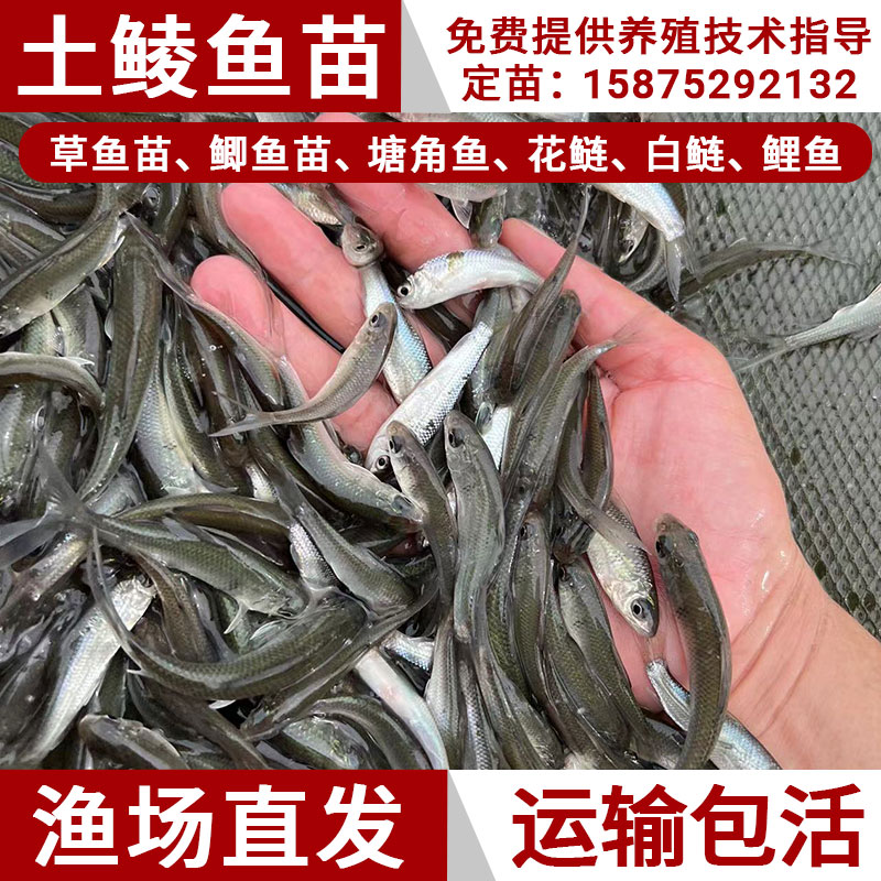 鲮鱼苗土鲮鱼苗麦鲮泰鲮鱼苗活体冷水淡水养殖食用小鱼苗喂龟宠物