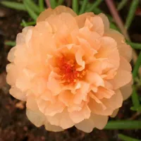 [TY5 Seeds] Алмазной подсолнечник 21968 Капсулы+удобрения