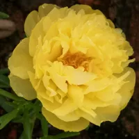 [Ty6 Seeds] Banana Sunflower 21968 Капсулы+удобрения