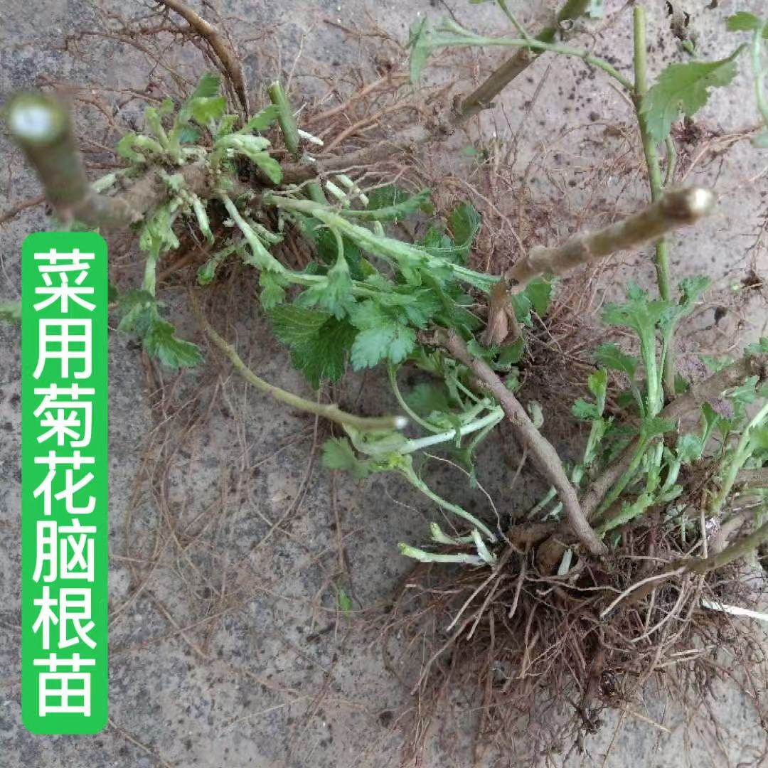 菊花脑苗食用蔬菜清热清毒盆栽四季阳台耐热耐寒 新鲜可食用