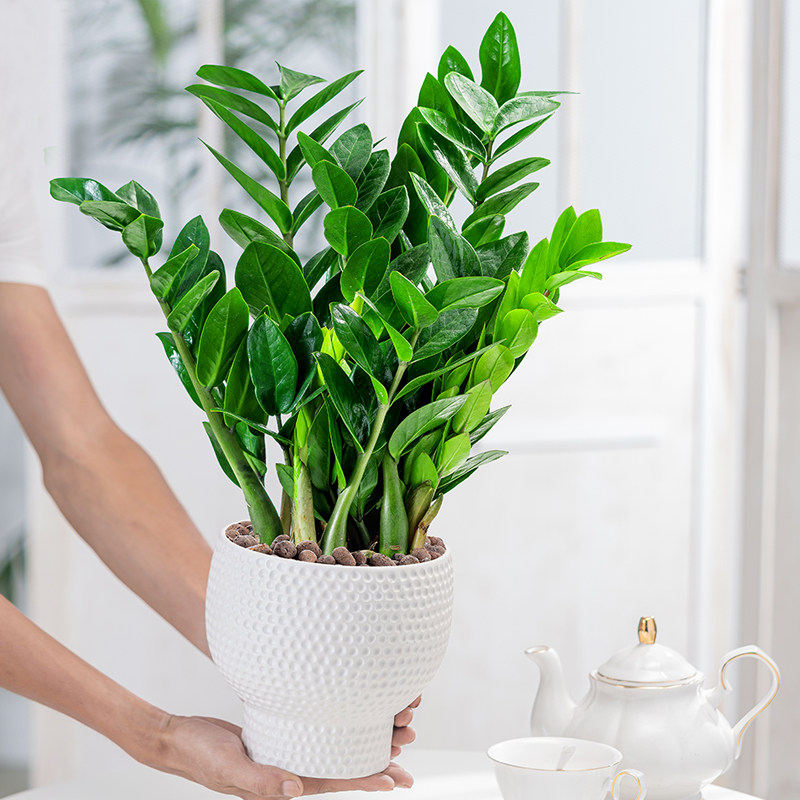 金钱树招财盆栽植物办公室内桌面四季常青摇钱树大钱串子好养绿植