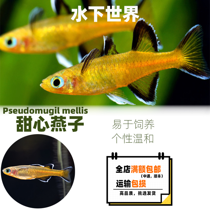 太平洋甜心燕子鱼热带观赏鱼橘色珍珠燕子美人七彩霓虹燕子活体鱼