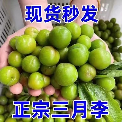 三月李钱排青李酸脆青李子当季孕妇水果脆李三华李珍珠李老品种