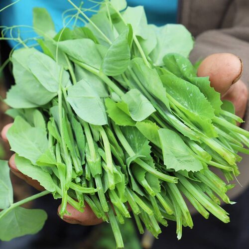 新鲜豌豆尖豌豆苗时令蔬菜豌豆颠火锅食菜农家自种当季蔬菜