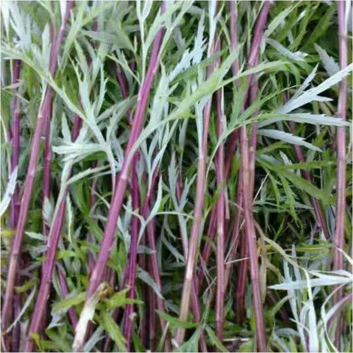 湖北天门泥蒿新鲜现挖藜蒿野泥蒿野菜红梗芦蒿野生蒿子时令蔬菜