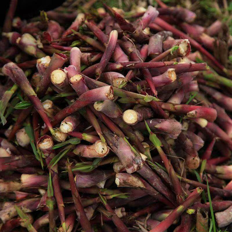 芦苇笋湖北新鲜嫩脆柴笋子纯天然时令蔬菜野财笋狄笋火锅食材批发