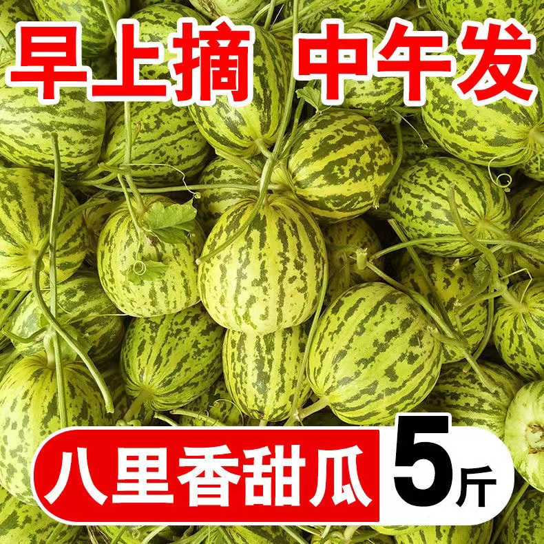 八里香甜瓜香瓜脆瓜花蕾甜瓜超甜新鲜现摘应季水果整箱东北5斤