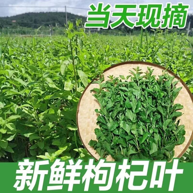 枸杞叶野生菜新鲜枸杞头嫩芽现发现摘养生蔬菜清火养目农家野菜
