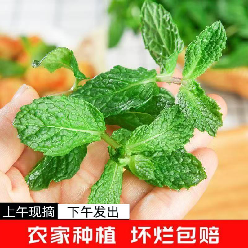 薄荷叶新鲜食用泡水调酒鸡尾酒商用奶茶原料留兰香薄荷叶子包邮