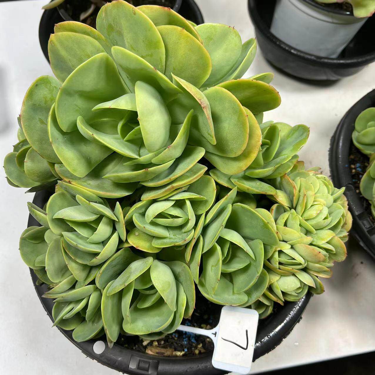 鸡蛋碧桃一物一拍整装无砍老桩云南多肉植物绿植盆栽昆明基地发货