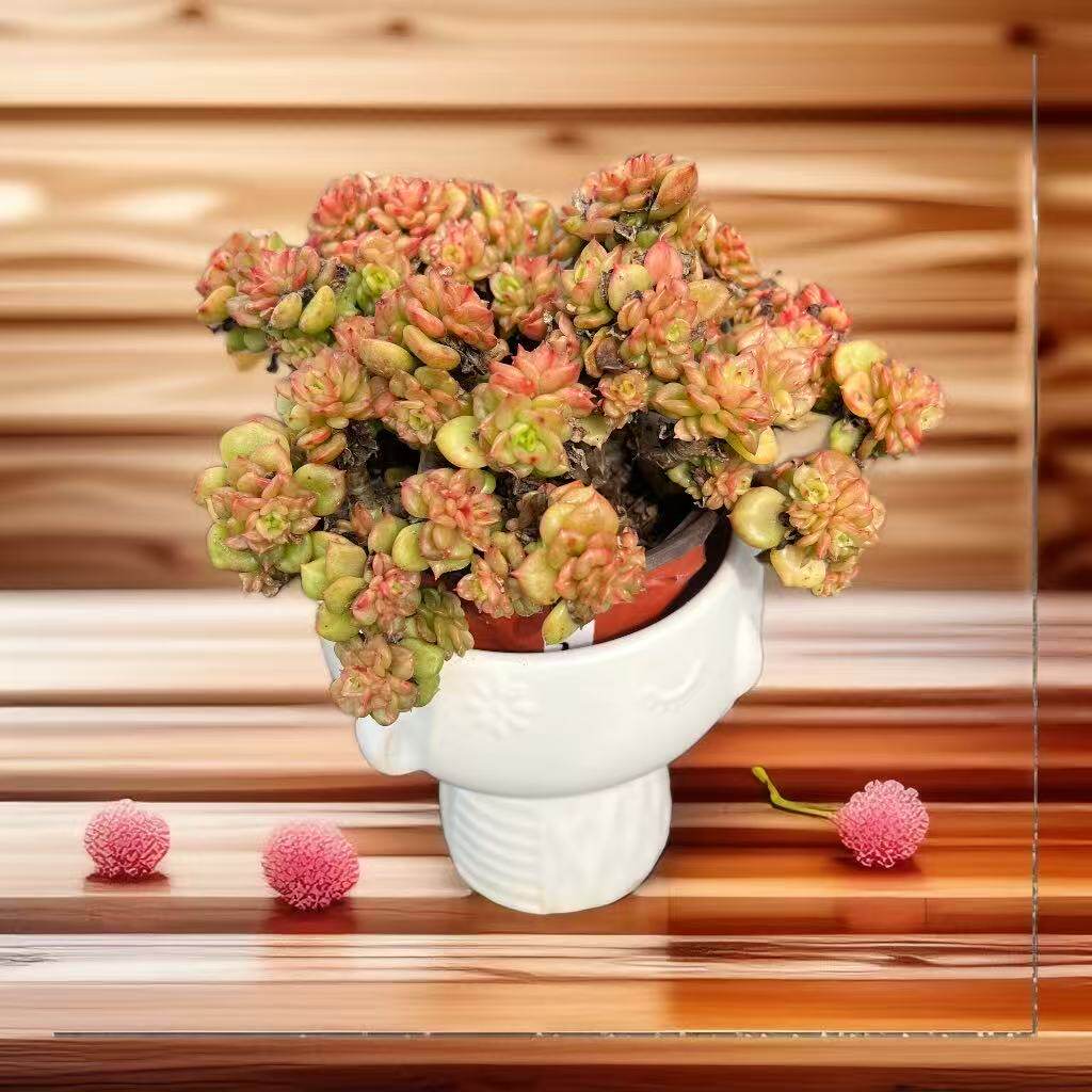腊牡丹一物一拍整桩老桩群云南精品多肉植物阳台花卉绿植盆栽好养