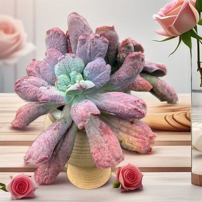 男爵一物一拍周舟多肉整桩老桩