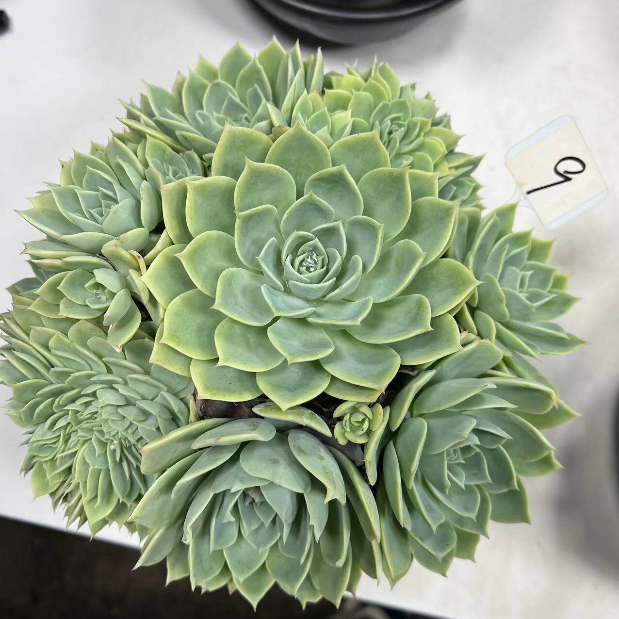 三色堇一物一拍老桩多肉植物整桩无砍手捧花缀化阳台花卉绿植盆栽