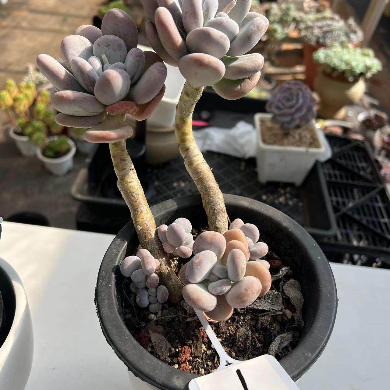 橙雪球一物一拍精品整装老桩多肉植物绿植花卉盆栽阳台庭院基地
