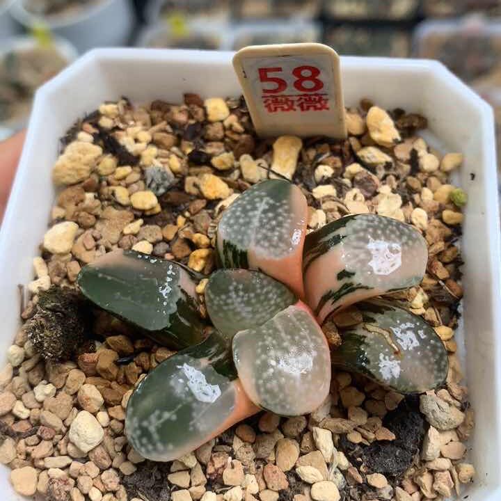 58点点