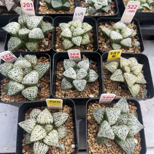 黑白实生子播苗十二卷多肉植物带盆土发货