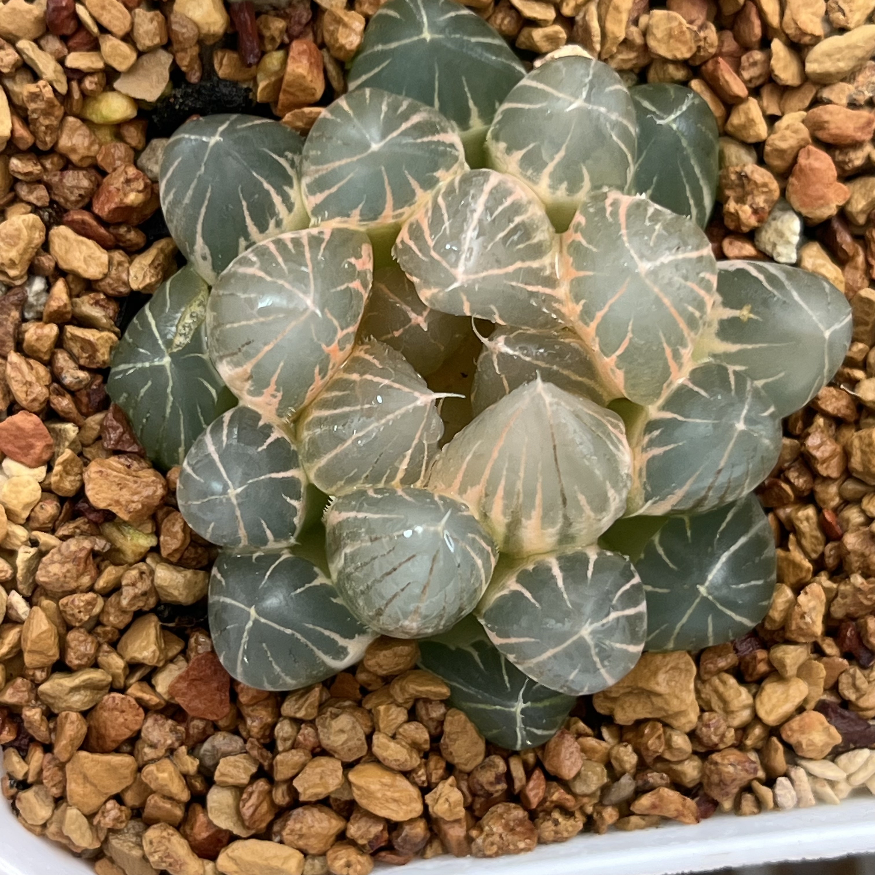 248霓虹灯玉露锦十二卷多肉植物带盆土发货