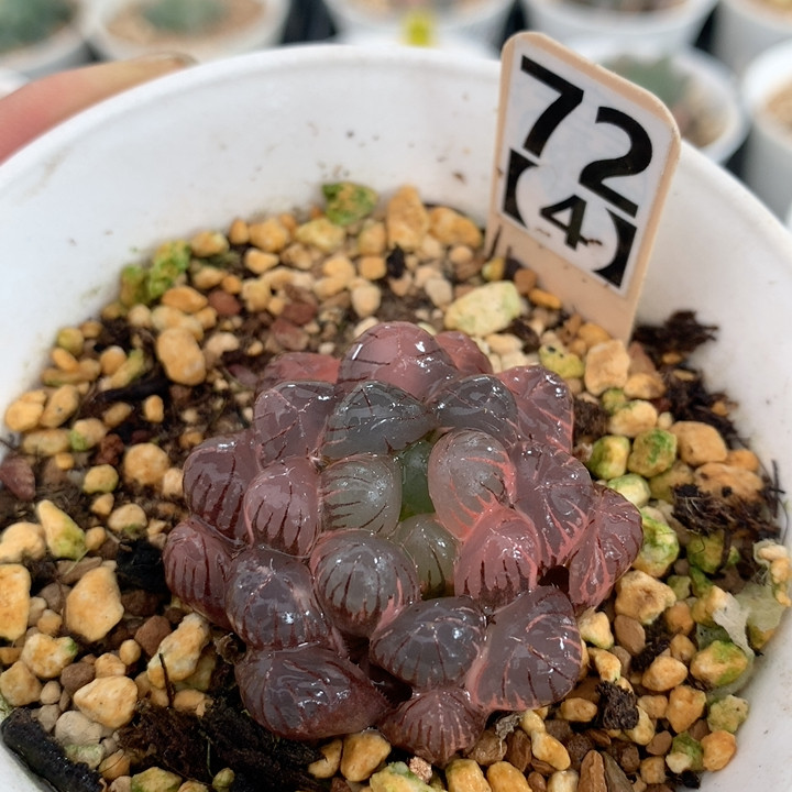 724冰灯玉露多肉植物