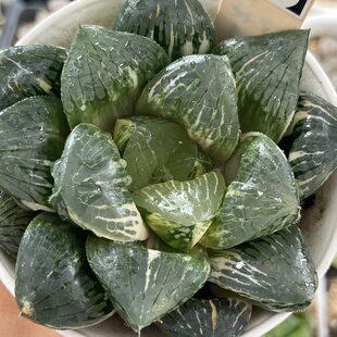 417实生玉露寿一物一拍带盆土发货