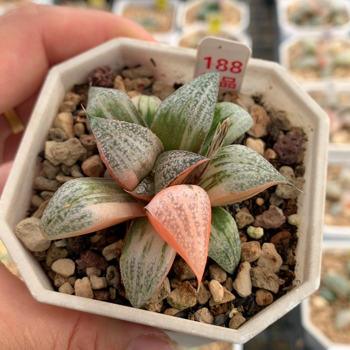 188青蟹锦
