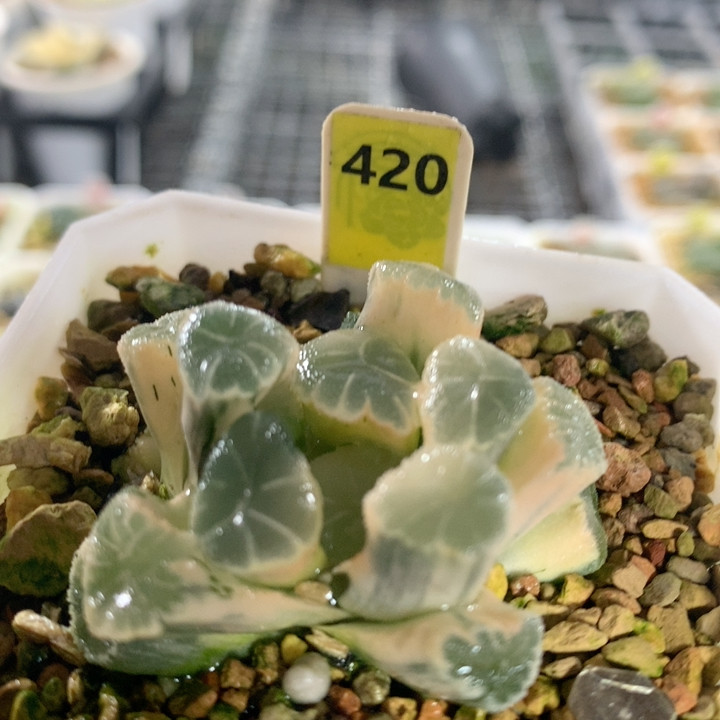 420糊斑万象,鲜花速递/花卉仿真/绿植园艺,多肉植物,淘宝优惠券,粉丝福利购,淘宝优惠卷