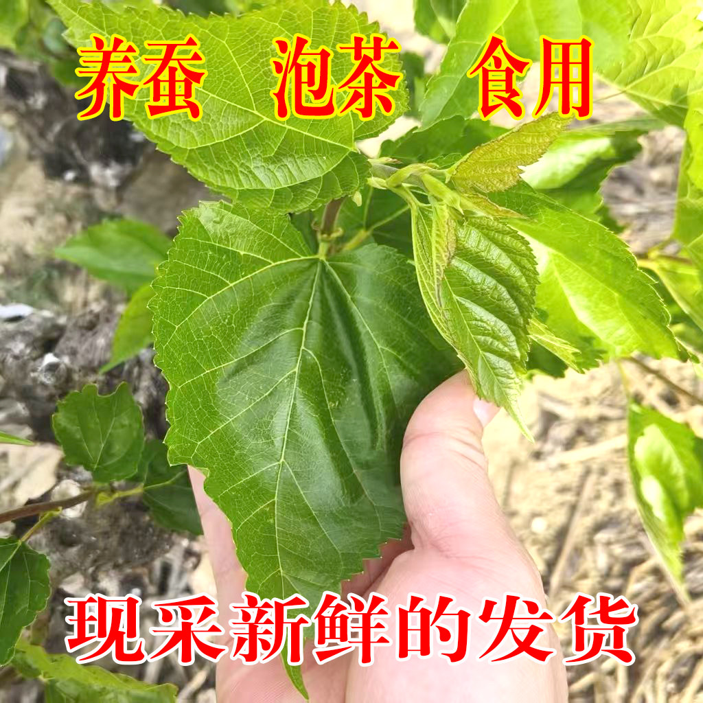 重庆发货新鲜桑叶嫩叶现采养蚕泡茶食用大小蚕叶学生喂蚕宝宝套装