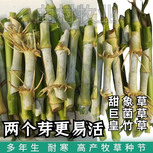 无毛甜象草3号种节巨菌草皇竹草耐寒多年生高产牧草种籽喂牛羊猪