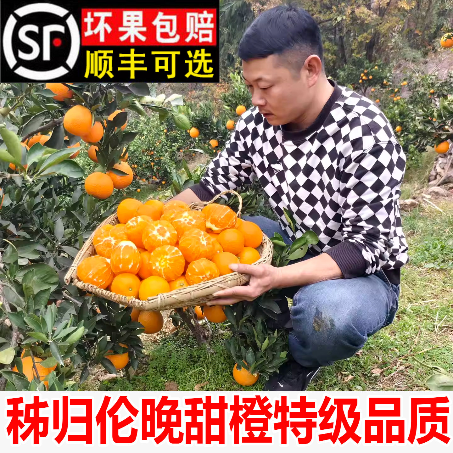当季伦晚秭归脐纯甜新鲜现摘图片