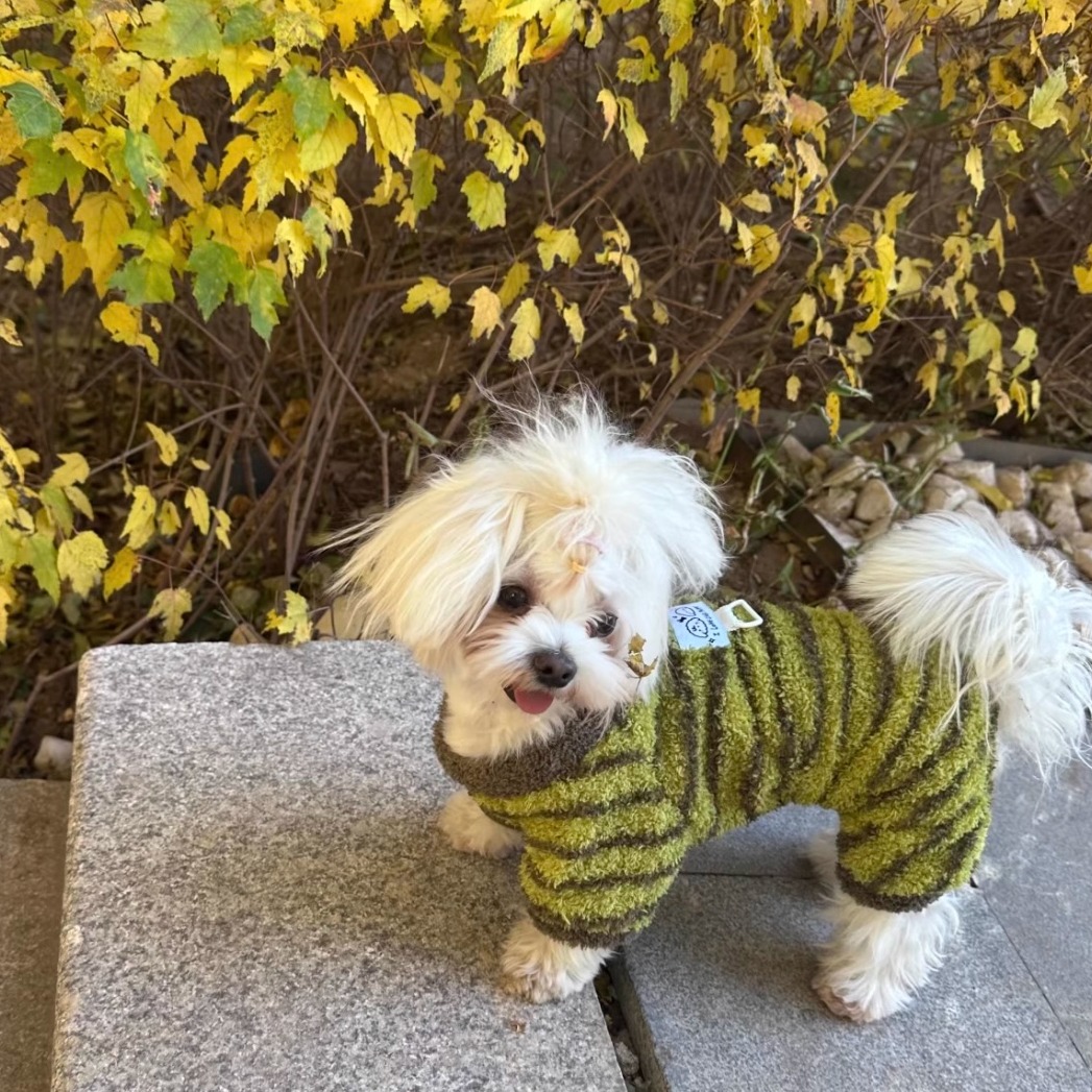 狗狗衣服四脚衣防掉毛猫咪中小型