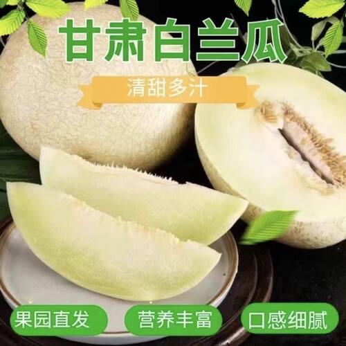 甘肃民勤沙漠银蒂白兰瓜网纹甜瓜