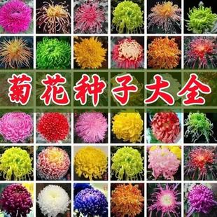 花草种孑 菊花种籽子九月菊金盏菊波斯菊万寿百日翠菊易种食用四季