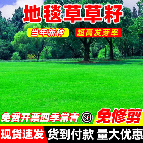 进口免修剪地毯草草籽高档别墅绿化草坪种子四季常青高尔夫草籽