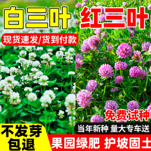 三叶草种子四季青草坪白三叶红三叶草籽果园绿肥四季播种牧草种籽