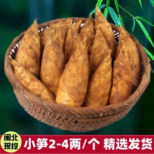 新鲜冬笋福建松溪现挖冬笋野生冬笋黄泥笋带壳毛笋农家现挖大冬笋